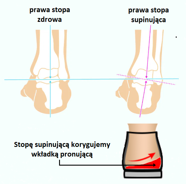 Supinacja grafika.png